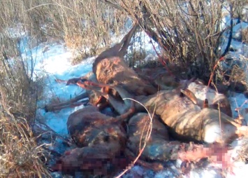 За убийство восьми косуль в Приамурье осудили браконьеров