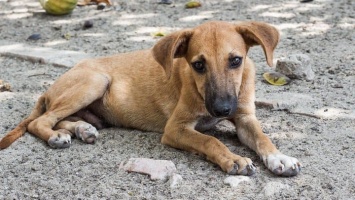 Уполномоченный по правам человека в Алтайском крае взялся за проблему бродячих собак