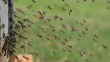 Армия, пчелы, просвещение. Какие законы вступят в силу в июне 2021 года