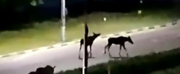 Команда лосей гуляла по ночному Обнинску (видео)