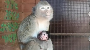 В семье яванских макак из барнаульского зоопарка появился малыш