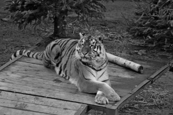 В Калининградском зоопарке умерла тигрица Таня