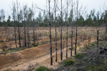 Этой весной в Югре сгорело более 3 гектаров леса