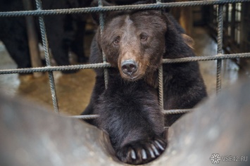 Власти Кузбасса предупредили об участившихся в регионе случаях выхода диких животных к людям