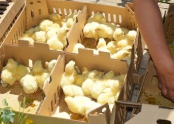 Более двух тысяч цыплят доставили в Зейский район