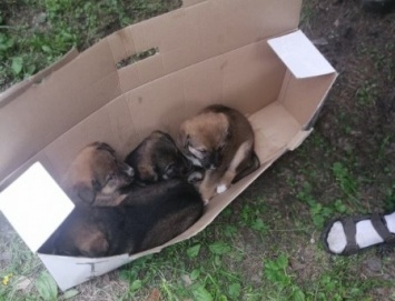 15 щенков попали в новокузнецкий приют за один день