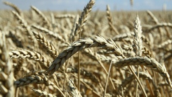 НСА: нехватка влаги может привести к гибели урожая в Саратовской области