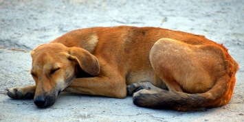 Стая бродячих собак напала на ребенка в Свердловской области