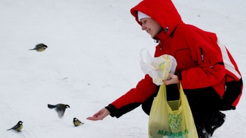 70% птиц, зимующих в Сибири, не доживают до весны. Как им помочь?