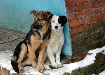 Для отлова собак в Шимановске ищут подрядчика