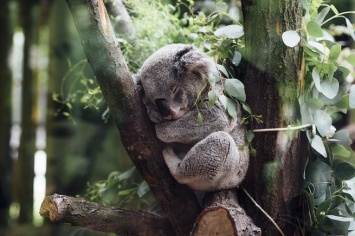 Около двух тысяч коал погибли при лесных пожарах в Австралии