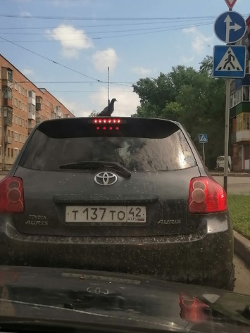 "Пассажир" на крыше автомобиля привлек внимание кемеровчан
