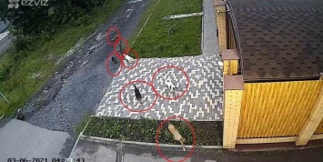 В Шахтах в переулке Донском стаи собак угрожают местным жителям