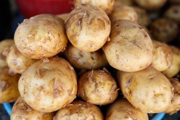 Россия обсуждает закупку картофеля в Белоруссии