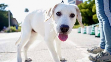 Барнаульцы жалуются, что собаки болеют в парке «Изумрудном»