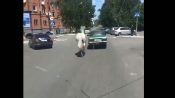 Белую лошадь, бегущую за машиной, сняли на видео в Бийске