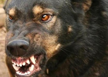 В Серышевском районе обнаружили бешенство у домашней собаки