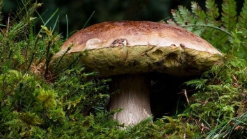 Как правильно собирать грибы, и можно ли отравиться съедобным грибом