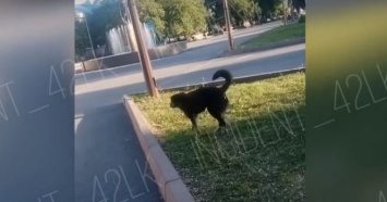 Скопление бездомных собак на детской площадке насторожило жительницу Кузбасса