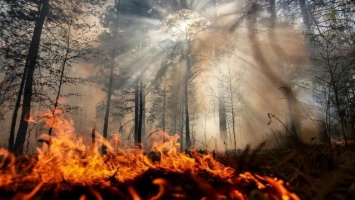 В Югре снова загорелась тайга, пожары все ближе к Нижневартовску