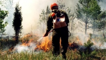 Площадь лесных пожаров в России выросла на 20% за сутки