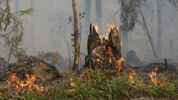 Правительство РФ направит на борьбу с лесными пожарами 2,7 млрд рублей