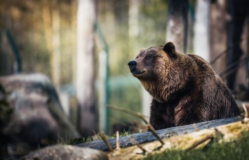 Житель ХМАО попал под суд за убийство медведя