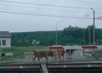 Соцсети: поезд едва не сбил коров в Приамурье
