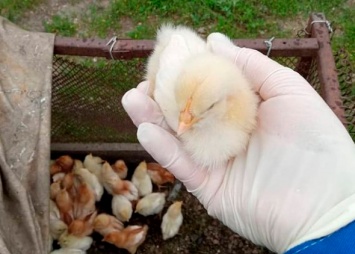 Более 10 миллионов пернатых в Приамурье привили от «азиатской чумы птиц»