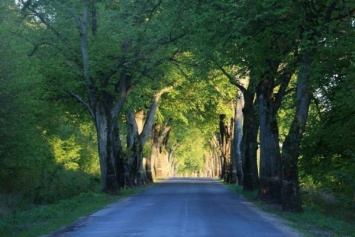 Договор на вырубку придорожных деревьев вдоль дорог Калининградской области расторгли