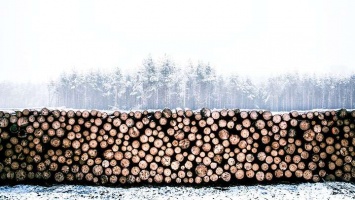 Порядок постановки на учет за древесиной упростят в Алтайском крае