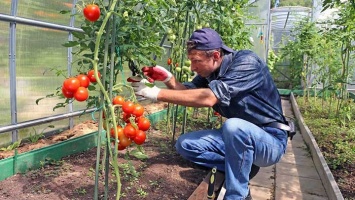 Эксперт рассказала о профилактике и мерах борьбы с болезнями помидоров