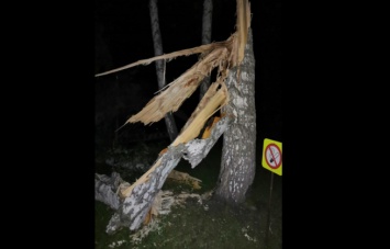 Упавшее во время урагана дерево травмировало ребенка в Новокузнецке