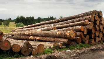 Контроль над вывозом леса из Алтайского края ужесточится
