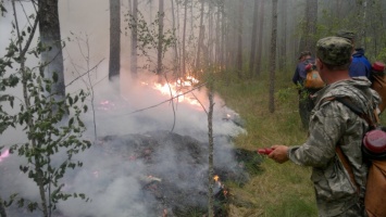 В Саратовской области горел сосновый лес