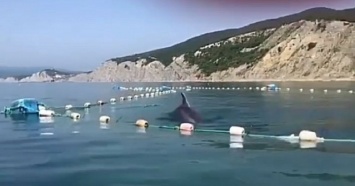 Дельфины попали в сети в Новороссийске