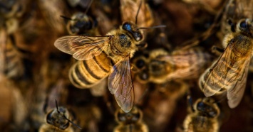 Массовая гибель пчел произошла в Гулькевичском районе
