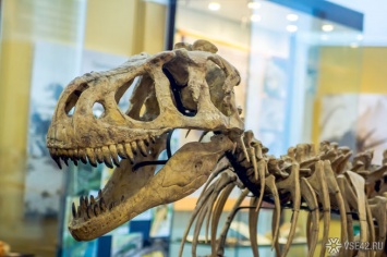 Ученые обнаружили останки динозавров в Арктике