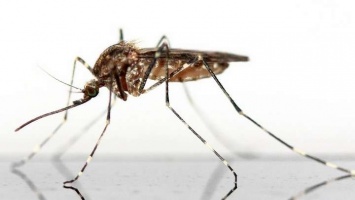 Жители Алтайского края не жалеют средств на борьбу с комарами и мошками