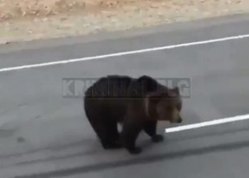 Амурчане подкармливают медведей на трассах