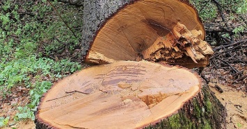 В Афипском районе неизвестные вырубили деревья на 10,8 млн рублей