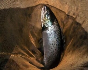 Карелию признали одним из лучших мест для ловли лосося и форели, хотя их вылов строго запрещен