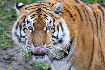 Тигру Тайфуну в Калининградском зоопарке исполняется 20 лет
