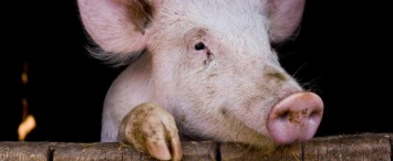 В Юхновском районе обнаружен очаг африканской чумы свиней