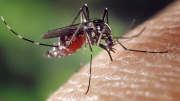 Комары, мошки и слепни: алтайский биолог рассказала об аномальной активности насекомых