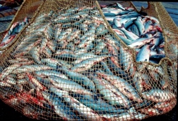 В Югре осужденные браконьеры заплатят 19 млн рублей за незаконный вылов рыбы