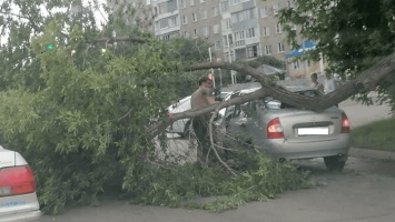 В Барнауле дерево упало на автомобиль после урагана