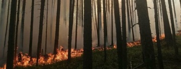Пожар в Суоярвском районе разросся до 230 гектар