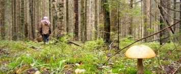 В калужском лесу нашли пропавшего грибника с травмой