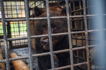 Власти Кузбасса вновь дали разрешение на отстрел напавшего на скот медведя